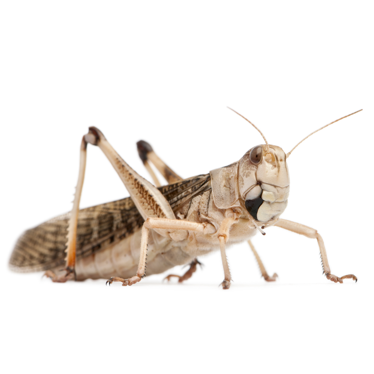 Sprinkhaan Locusta
